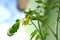 Tomato flower, Solanum sp.