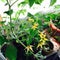 Tomato flowers