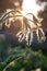 Tomato flowers against the sunshine