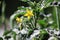 Tomato flowers, blooming tomatoes.