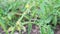 Tomato flowers on a branch