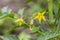Tomato flowers on the stem.Yellow tomato flowers in an organic garden