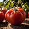 Tomato fresh raw organic vegetable