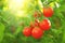 Tomato. Fresh and ripe organic Cherry tomatoes growing in a garden. Tomato hanging on a branch