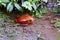 Tomato frog, dyscophus antongilii, madagascar