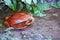 Tomato frog, dyscophus antongilii, madagascar