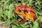 Tomato frog, dyscophus antongilii, marozevo