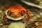 Tomato Frog Dyscophus Guineti Resting in Water