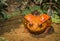 Tomato frog, endemic of Madagascar