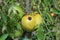 Tomato fruit disease and problems. Tomato anthracnose disease signs, black rot on an unripe green tomato because of hot humid