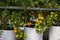 tomato fruits in the seperate pot for drip irrigation in Vietnam greenhouse