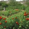 Tomato garden