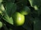 Tomato garden Vegetable crop yield