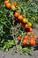 Tomato Gardening : How to Grow Cherry Tomatoes.