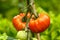 Tomato Gigantomo F1 Hybrid fruit plant growing in summer kitchen garden