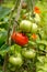 Tomato Gigantomo Hybrid fruit plant growing in summer kitchen garden