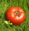 Tomato in grass