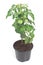 Tomato green plant