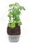 Tomato green plant in soil