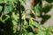 Tomato growing in the garden