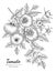 Tomato hand drawn botanical illustration with line art on white backgrounds