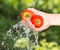 Tomato in hand in water Nature