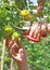 Tomato Harvest