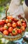 Tomato harvest in summer