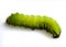 Tomato Hornworm