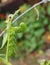 Tomato Hornworm In Backyard Garden