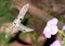 Tomato hornworm moth in flight, feeding