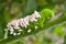 Tomato Hornworm with Wasp Eggs