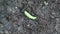 Tomato hornworms at on vegetable garden soil