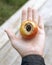 tomato infected with fungal disease with rotten top