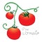 Tomato label on simple white background