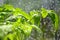 Tomato leaves close-up, on a blurry background. Raindrops on the transparent window pane.