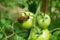 Tomato leaves fruit unripe green spanish slug pest Arion vulgaris snail parasitizes Solanum lycopersicum leaf vegetables