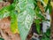 tomato leaves, leaves uniquely patterned in nature