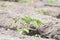 Tomato (Lycopersicon esculentum) youg plant in the seedbed