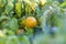 The tomato is maturing in the garden. Harvest.