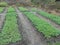 Tomato Nursery