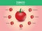 Tomato nutrition facts, tomato fruit with information, tomato vector