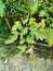 Tomato pest, infested leaf with insect and fungi