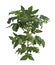 Tomato Plant