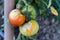Tomato plant disease
