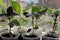 Tomato plant, eggplant, basil seedling sprouts on the white background. Growing vegetables indoor in the kitchen windowsill garden