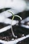 Tomato plant emerging in seed trays