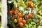 Tomato plant with fried leaves on a blurred background