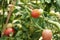 Tomato plant in garden of agricultural plantation farm