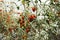 Tomato plant in garden of agricultural plantation farm